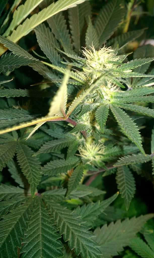 IMAG0966.jpg
