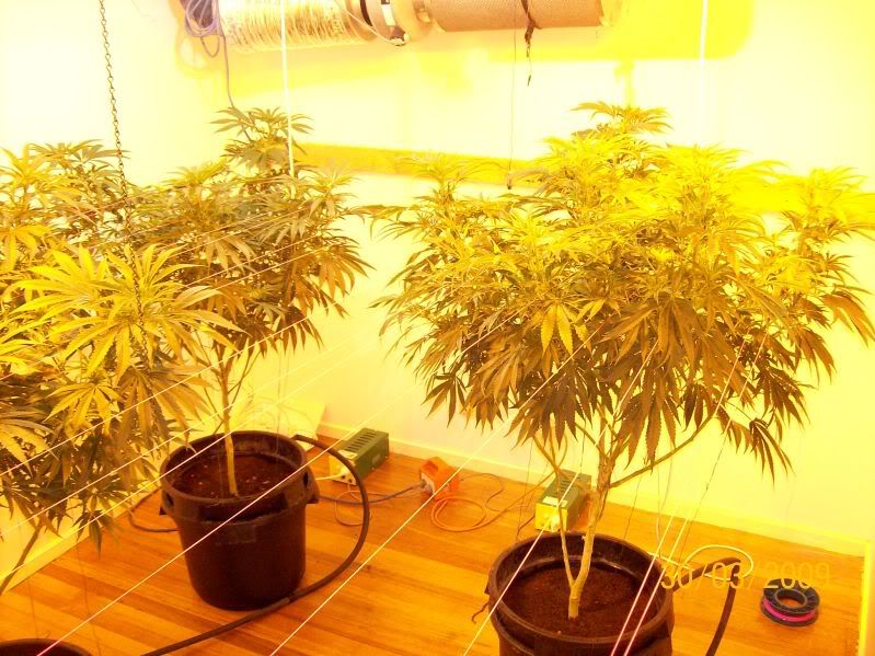 Plants137.jpg