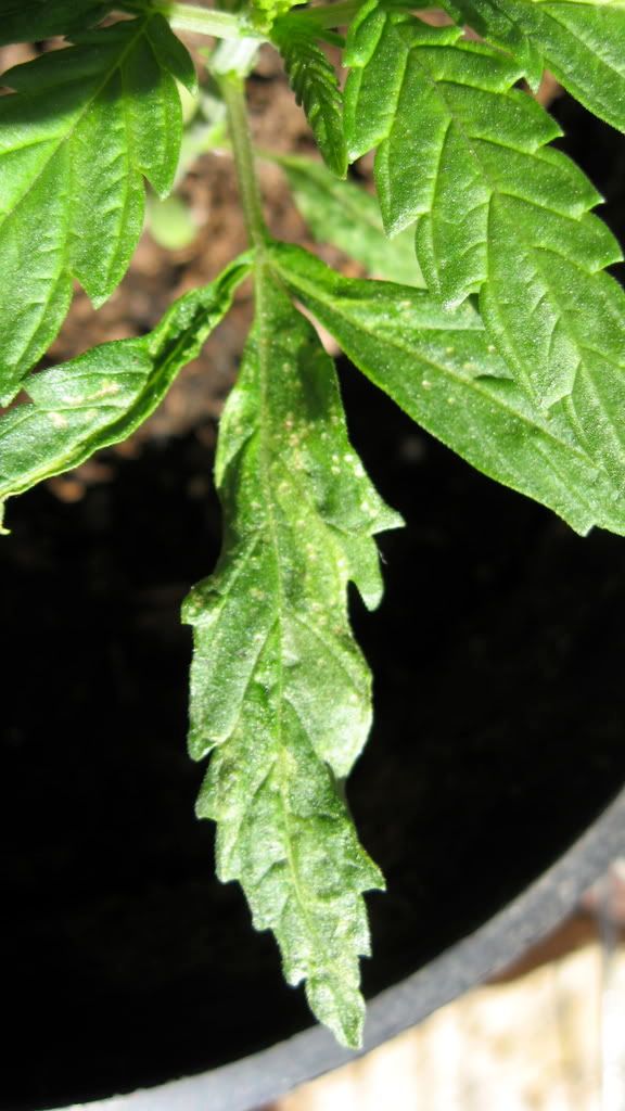 IMG_0845.jpg