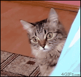 gifs_09.gif