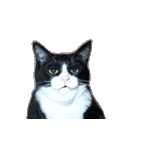 590.gif