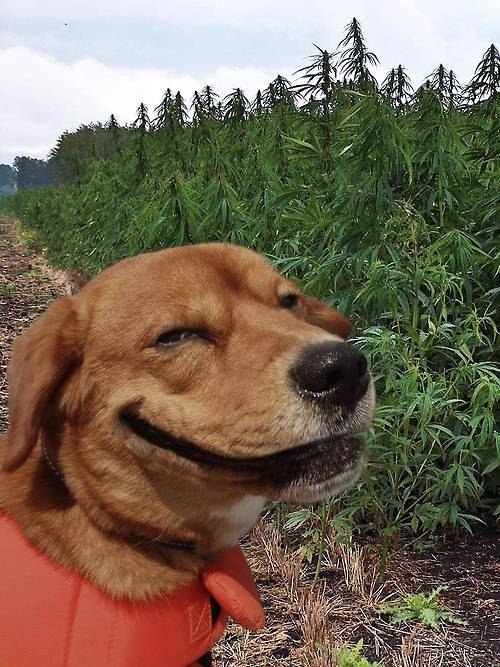 hMTyVCH.jpg