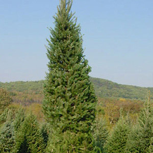 live-xmas-tree.jpg