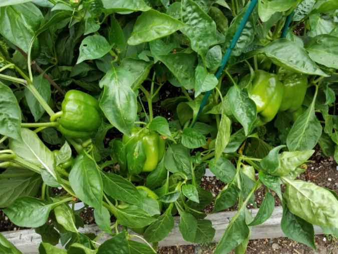 829peppers.jpg