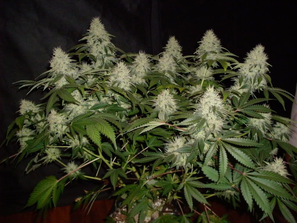 GEDC0242.jpg