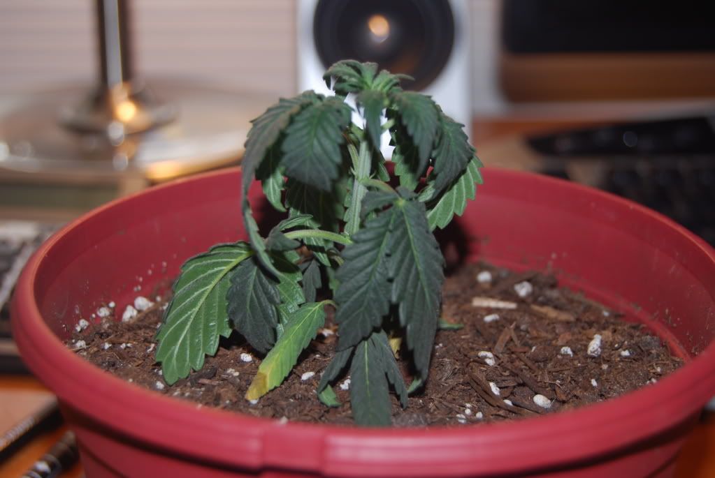 weedproblem002.jpg