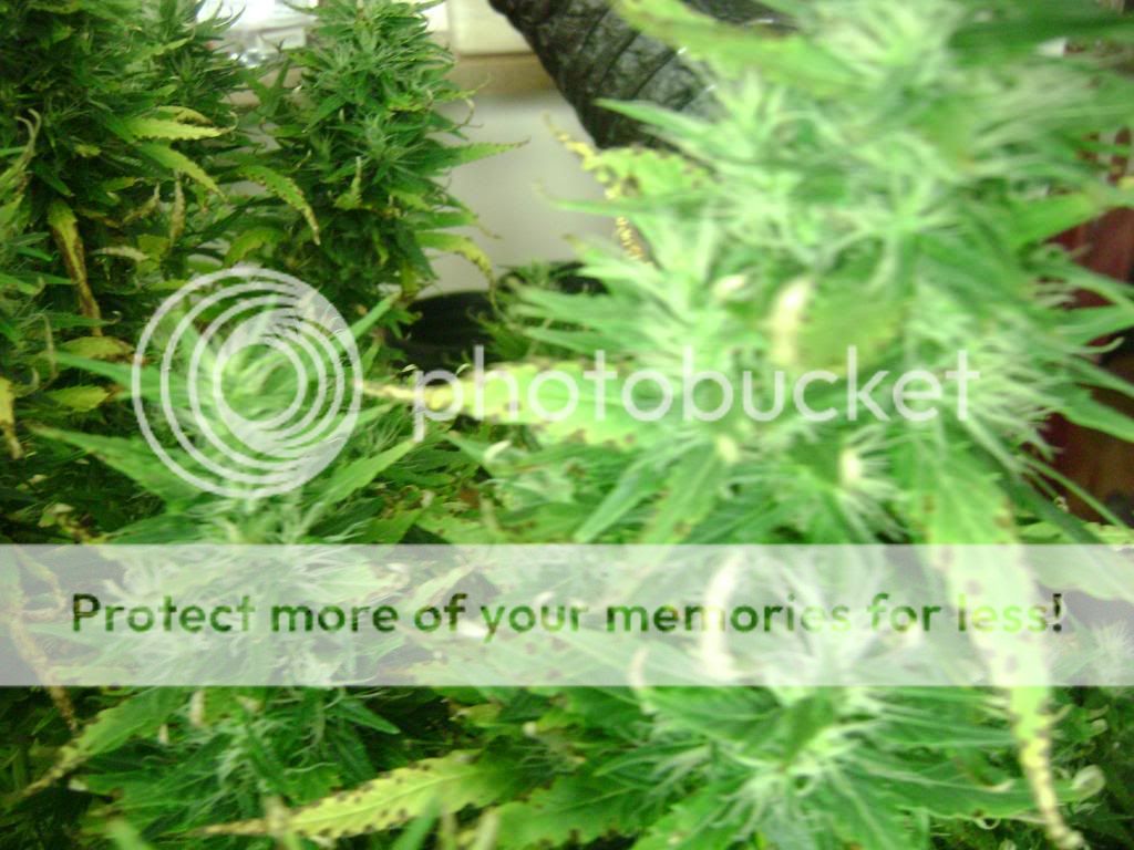 plantproblems075.jpg