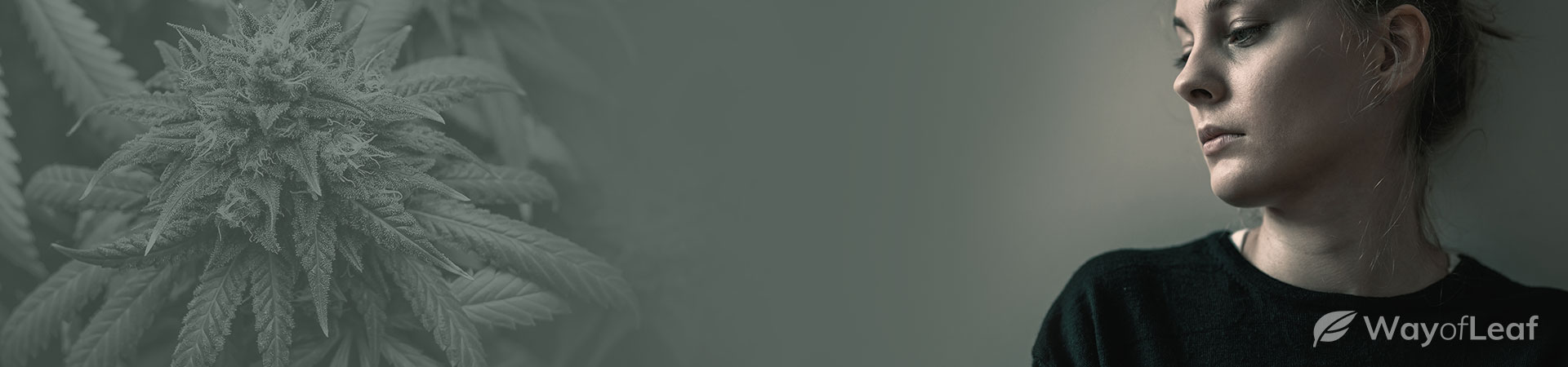 www.marijuanabreak.com