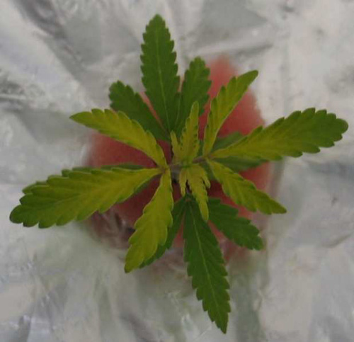 sulphur-deficiency2.jpg