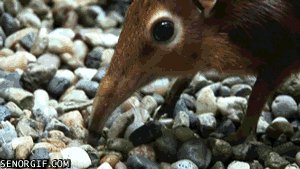 gifs_25.gif