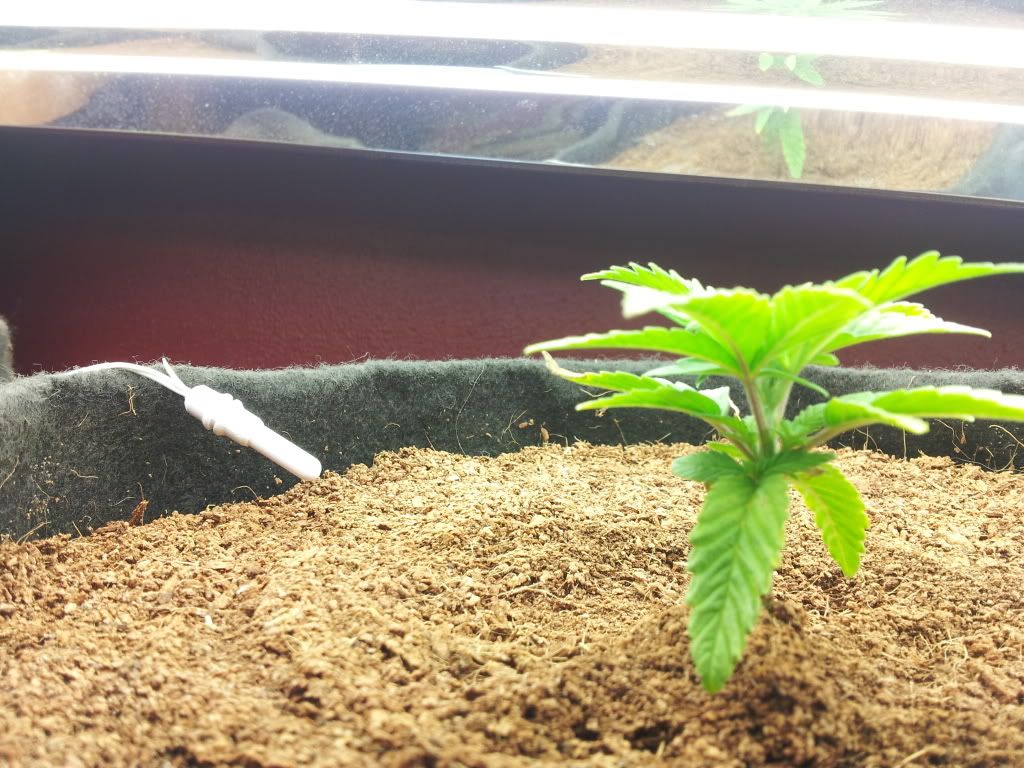 3weeks4daysSG.jpg