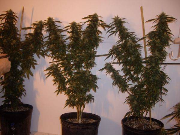 36648upload2-med.JPG