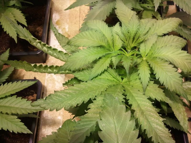 2011-09-12170427.jpg