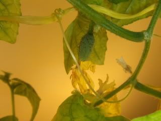pics005-2.jpg