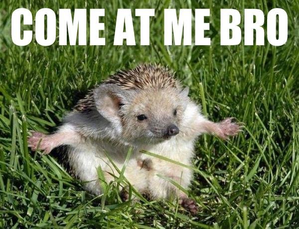 Come_at_me_bro%21.jpg