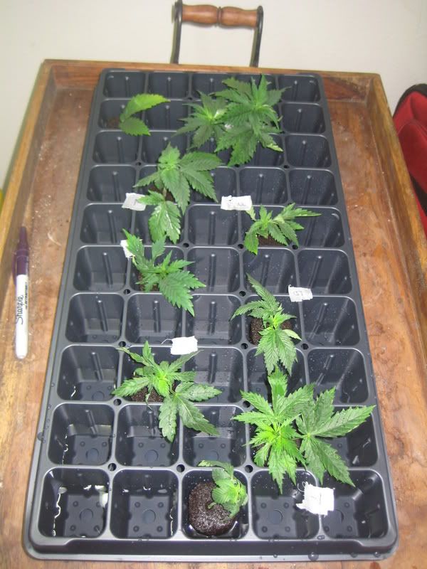 plants017.jpg