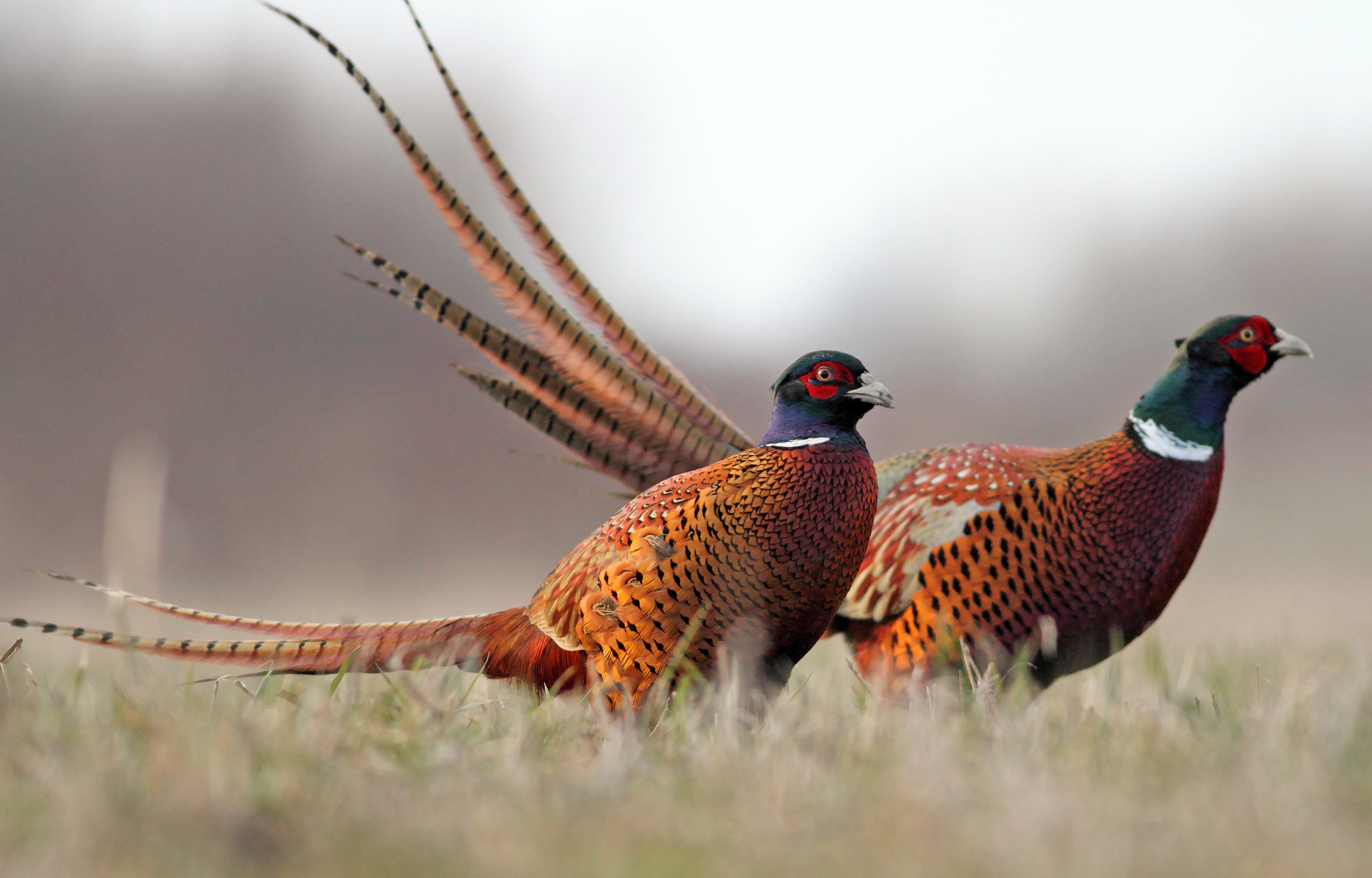 pheasants-1.jpeg