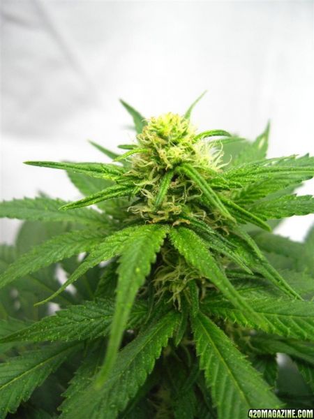 BB_CC_Grow_Update_Sep_13_7_.jpg