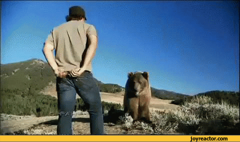 bear-man-sandbox-high-five-671839.gif