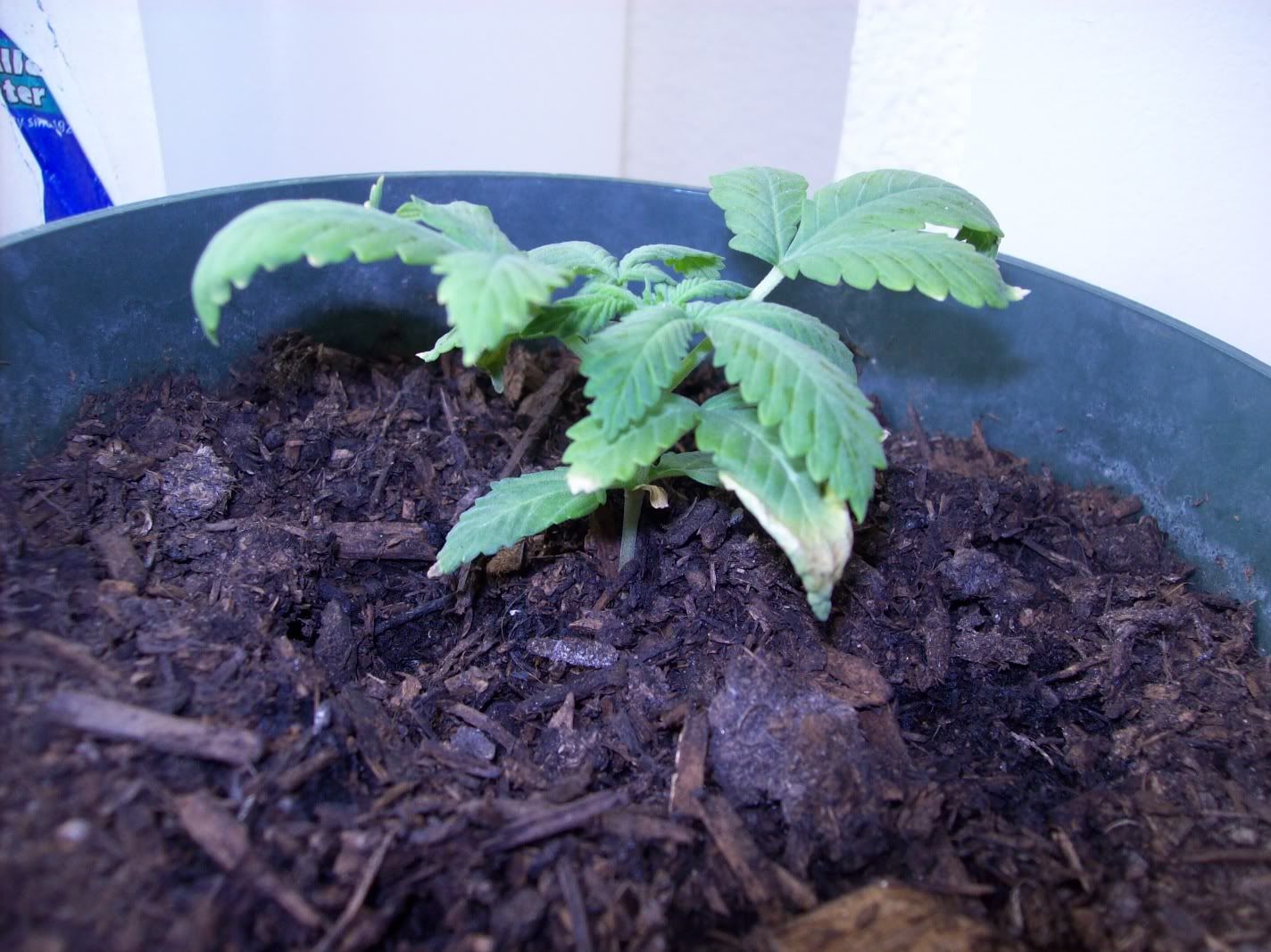 growproblems004.jpg