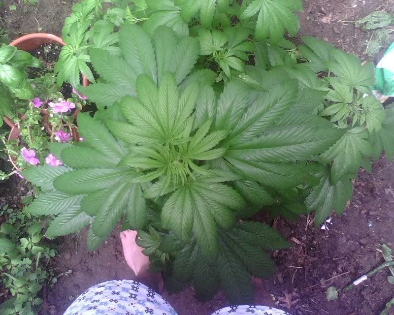 IMG00151.jpg