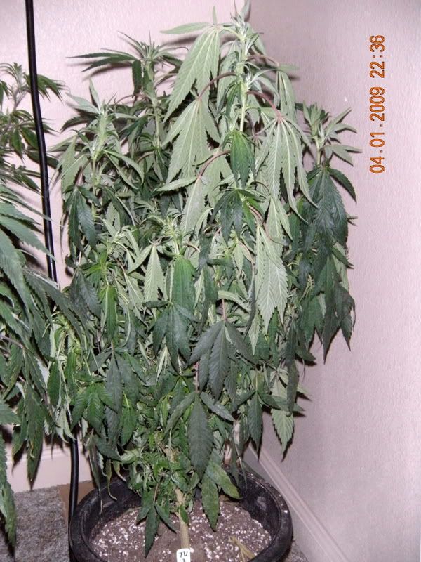 DSCN0160.jpg