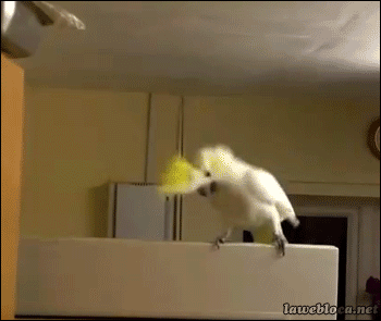 tumblr_mz90houWca1s02vreo1_400.gif
