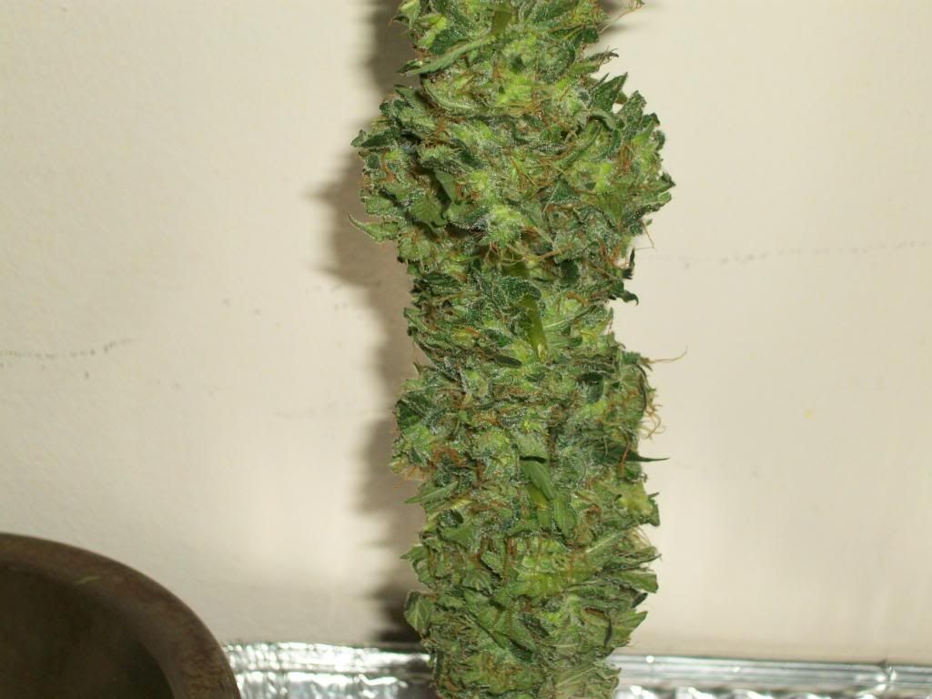 100_4890.jpg