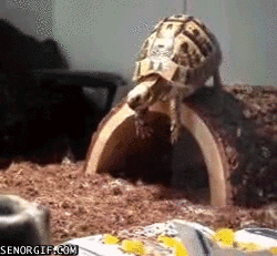 4gWjTPqnvk6E1ClUPDAYKQ2.gif