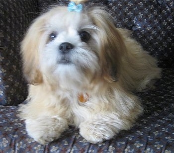 LhasaApsoAbby8MonthsOld.JPG