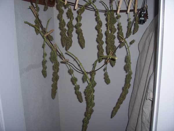 harvest1.jpg