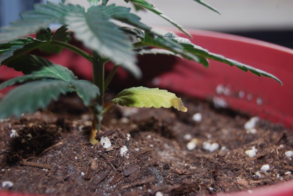 weed17001.jpg