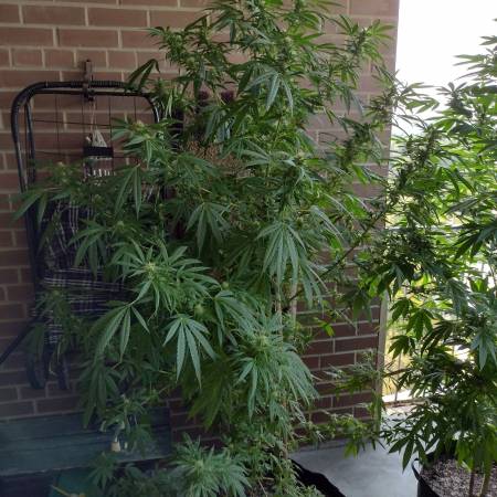 growdiaries.com