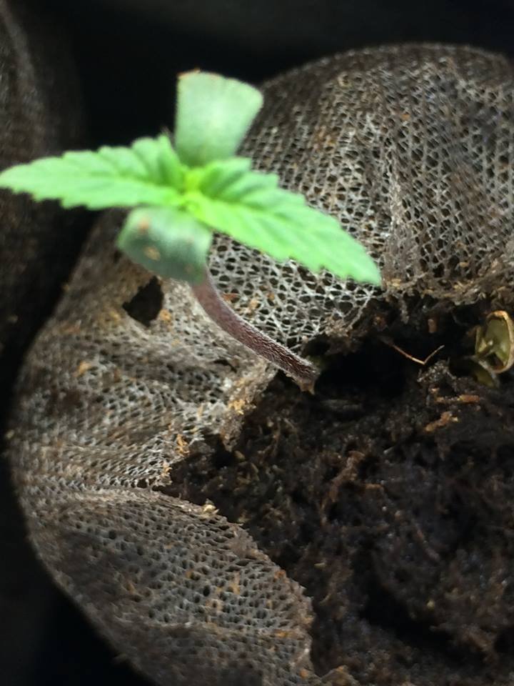 Plant2_White_Strawberry_Skunk.jpg