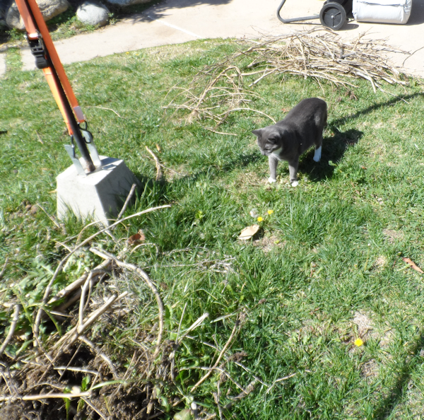branches_b4_burn_zps3fa3b8a3.png