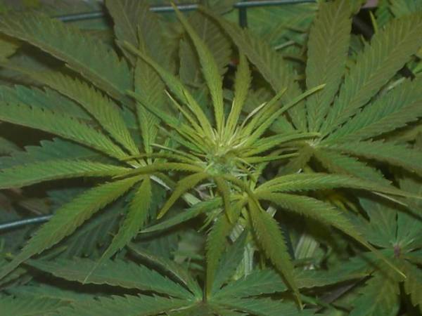 super-skunk-flower-week1.jpg