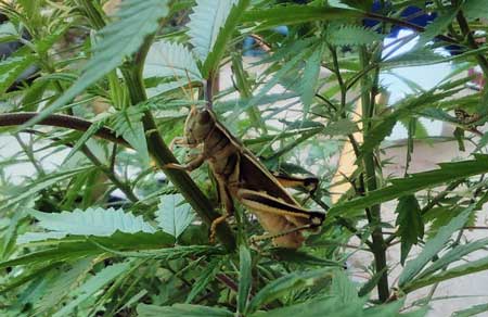 grasshopper-on-cannabis-plant-sm.jpg