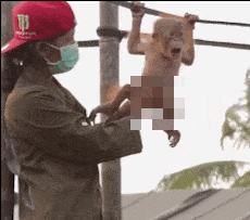 monkey.gif