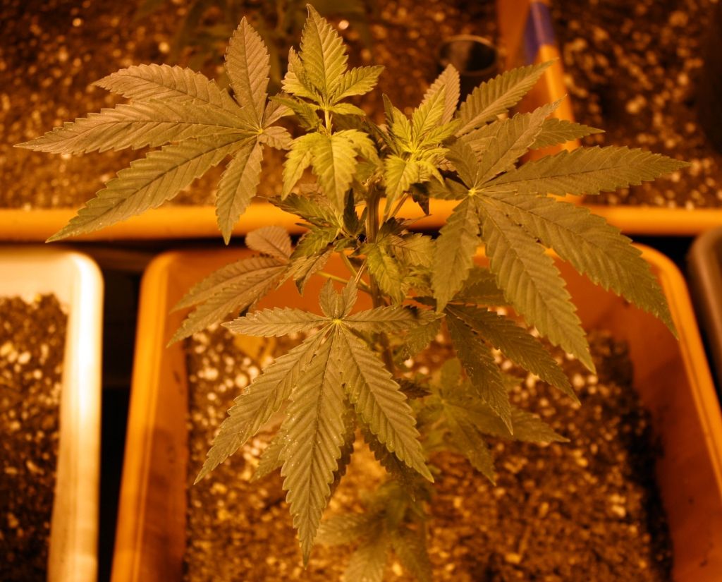 2b89daysveg_zps54585a40.jpg