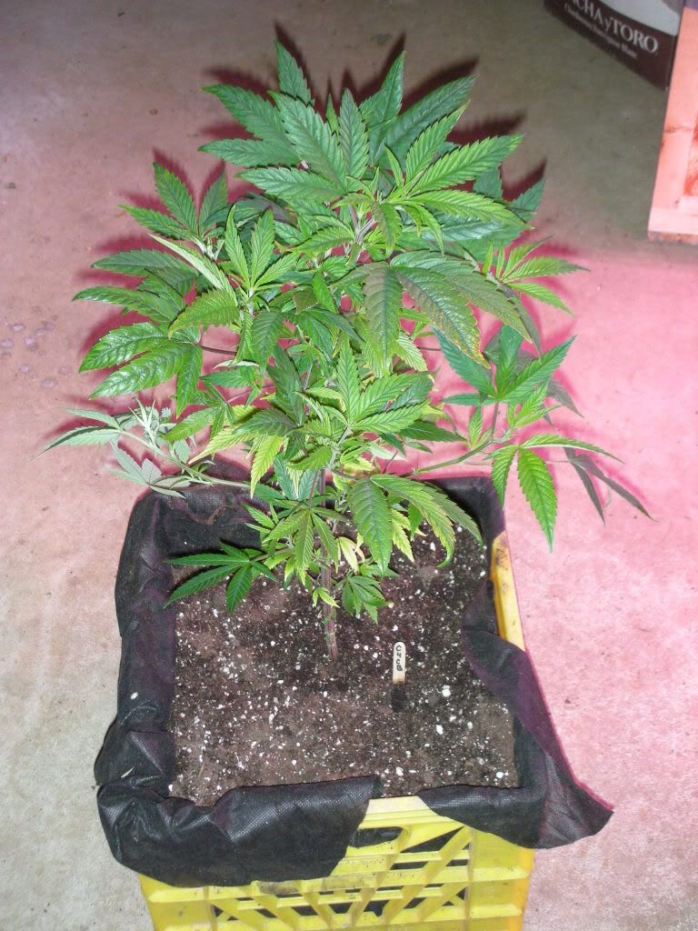 DSCN4037.jpg