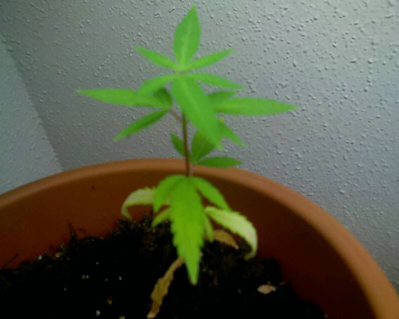 weed.jpg