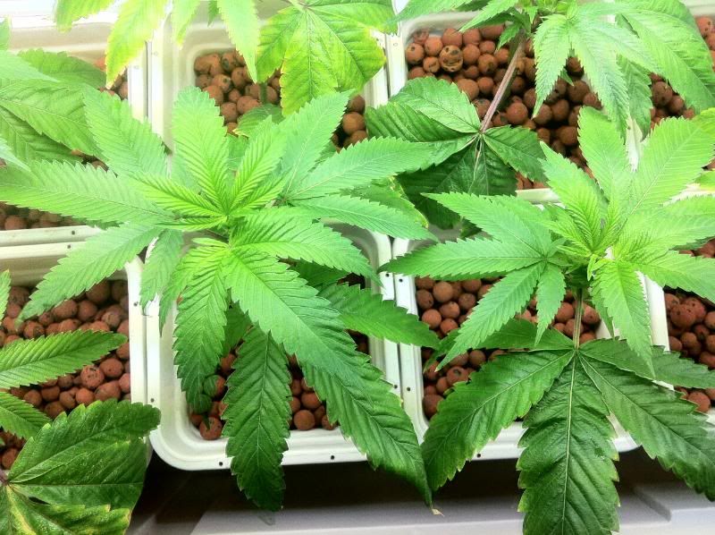 grow144.jpg