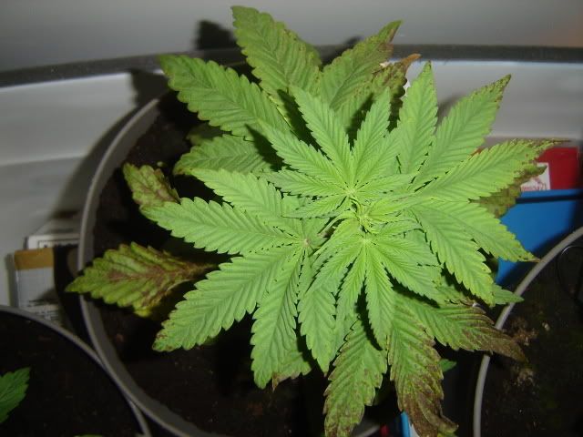 DSC08624.jpg