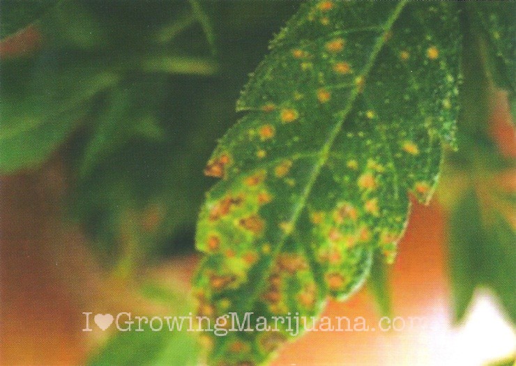01-weed-micronutrients-calcium.jpg