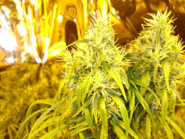 TSSLifeofPlant033.jpg