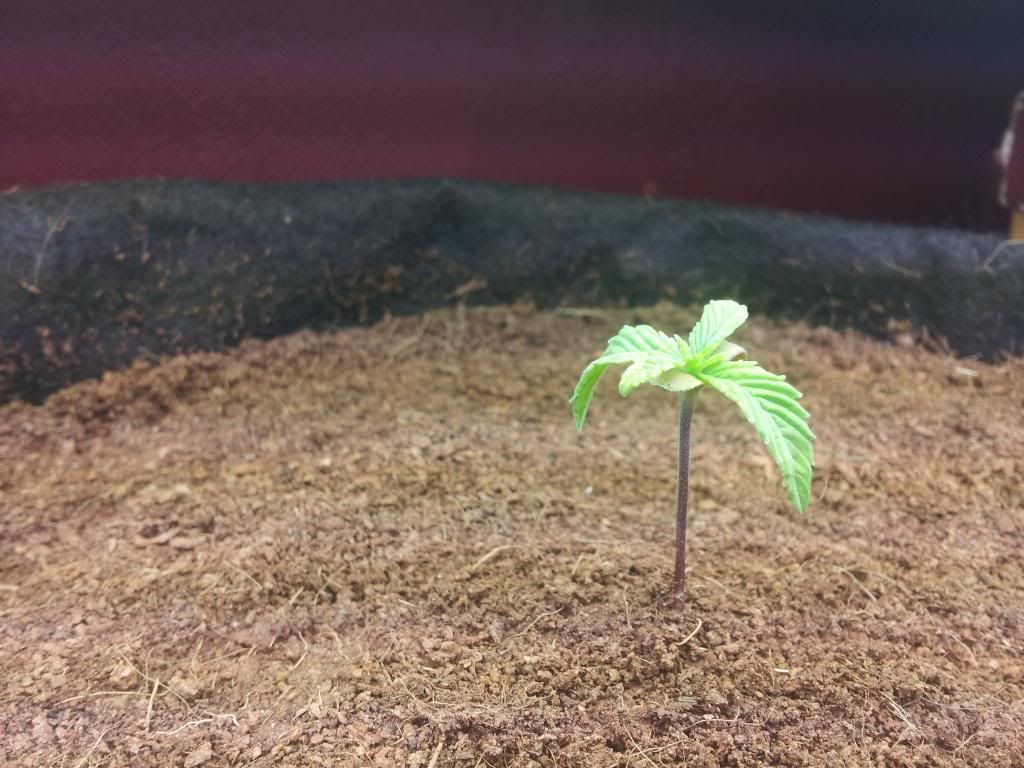 Axilla1wk5days.jpg