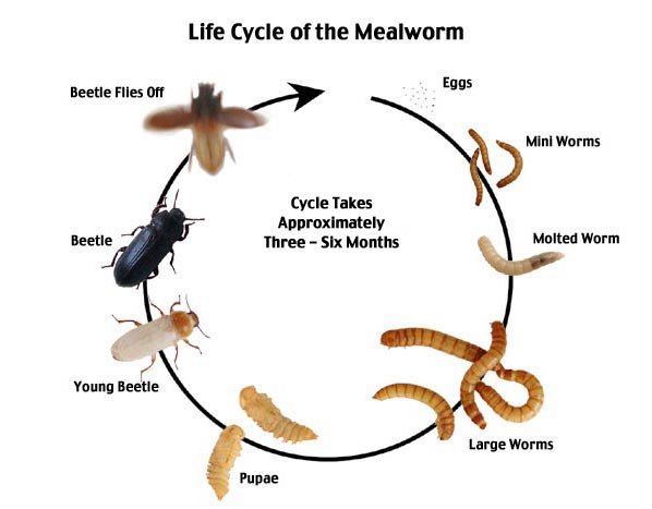 mealcycle1.jpg