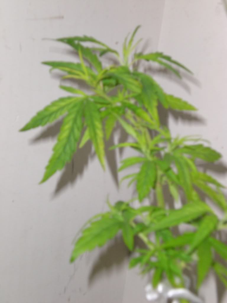 CIMG0256.jpg