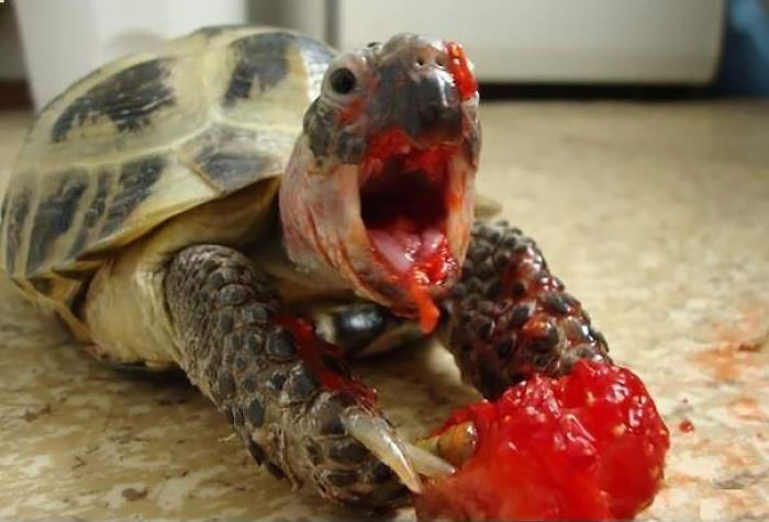animals-eating-berries-21__700.jpg