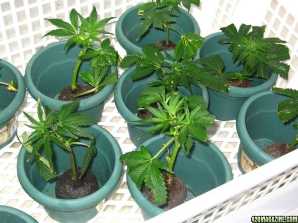 BB_CC_Clones_Sep18_007.jpg